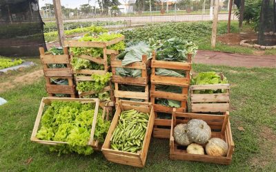Sindicato Rural de Cuiabá produz e doa alimentos ao Hospital de Câncer de MT