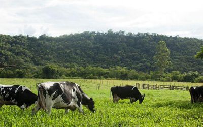 Leilão de Adrianópolis supera o arrecadado em 2020