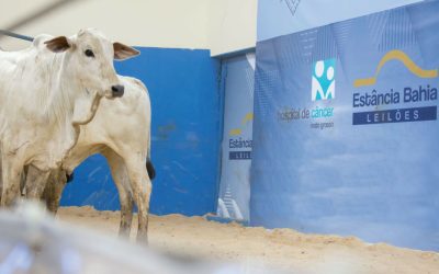 13º Leilão Pela Vida – Hospital de Câncer de MT